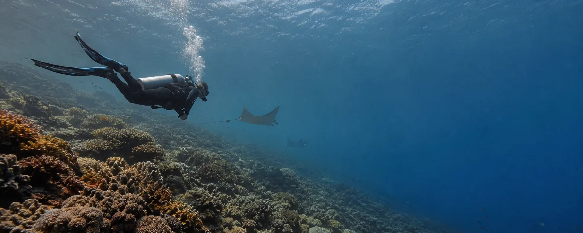 Full-bleed shot: a dive in the Red Sea